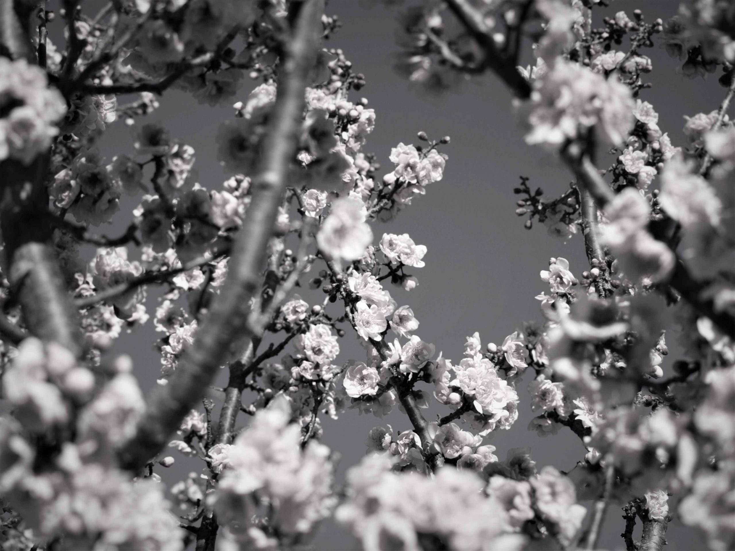 arbre-fleurs-droit-de-succession
